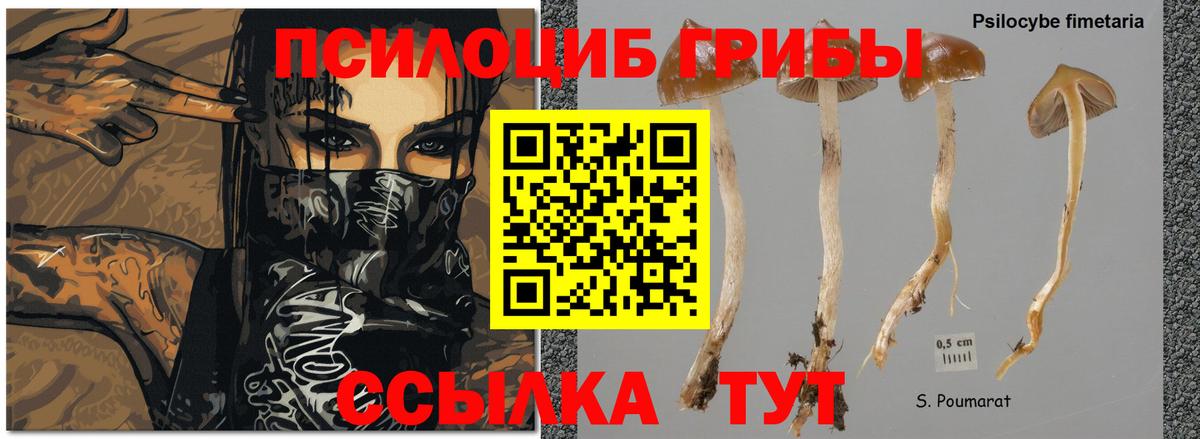 Псилоцибиновые грибы мухоморы Асбест